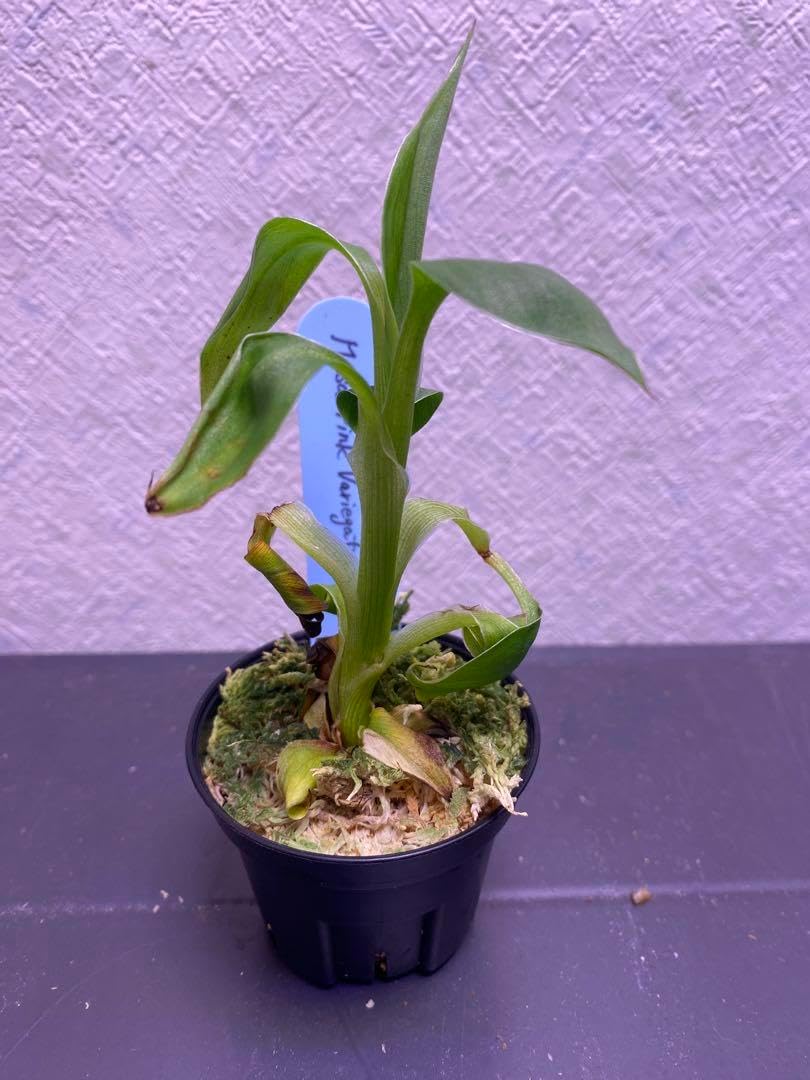 ムサ ノノ ピンク斑入りバナナ2号ポット TC株順化済 ノノバナナ（ミューサ